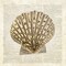 Scallop Shell Pages Poster Print by Christopher James - Item # VARPDX502JAM1239